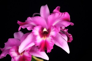 Laeliocattleya Miss Wonderful Debutante AM 82 pts.